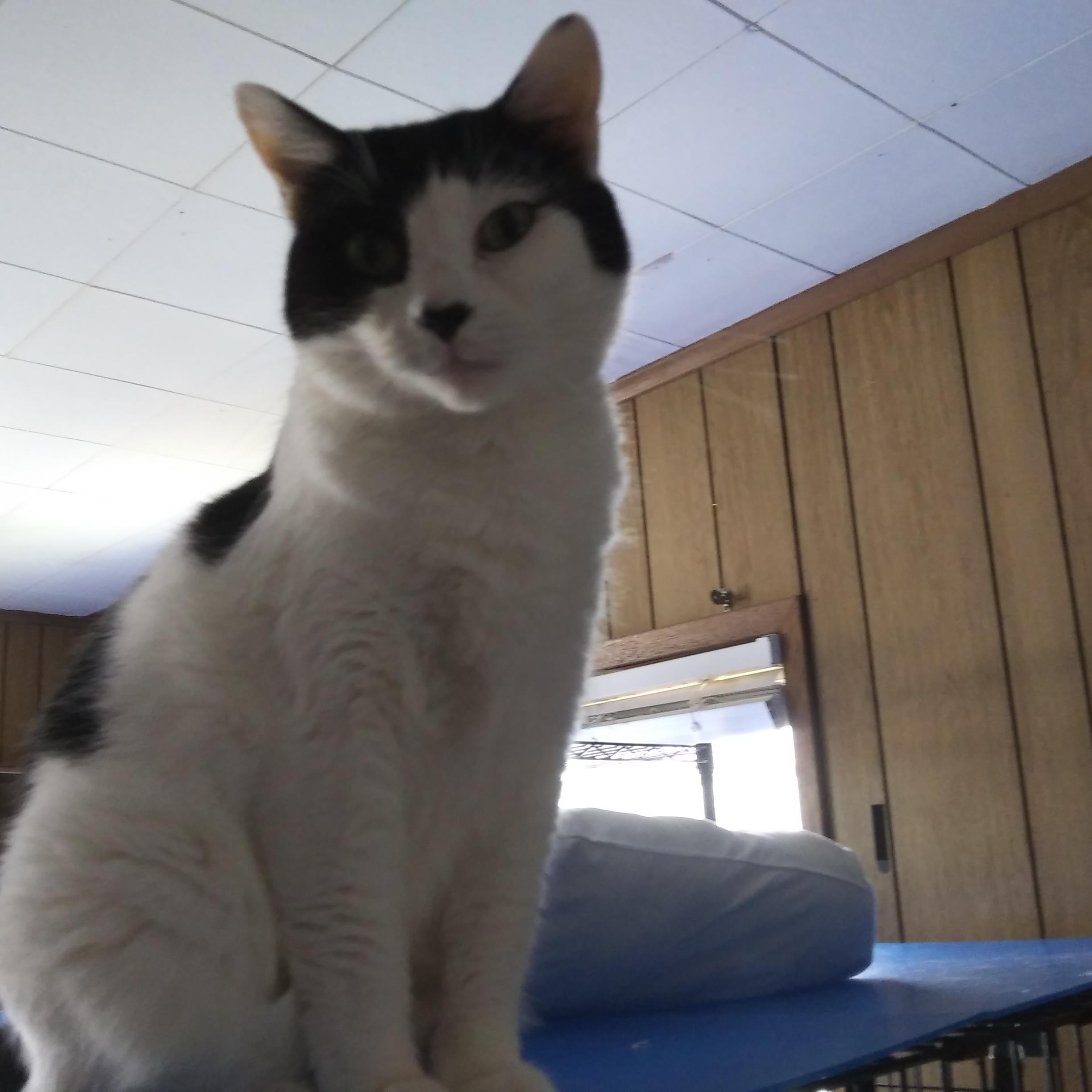 Enlarge Claire, a Adoptable Domestic Short Hair in Port Wentworth, GA image 2/4
