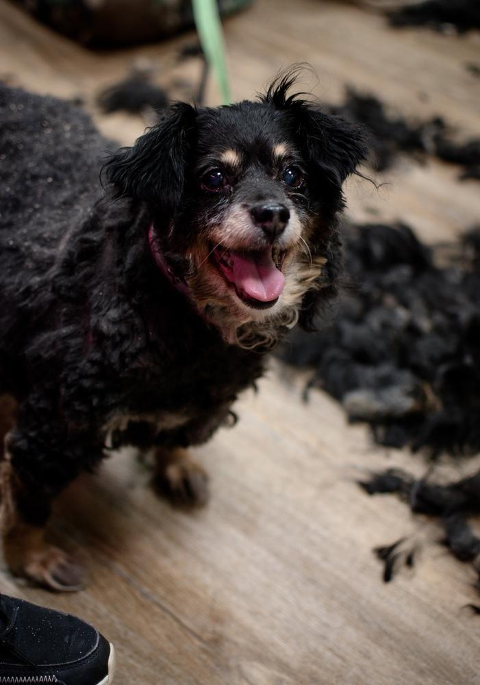 Bella, Adoptable, Senior Female Shetland Sheepdog / Sheltie & Chihuahua.