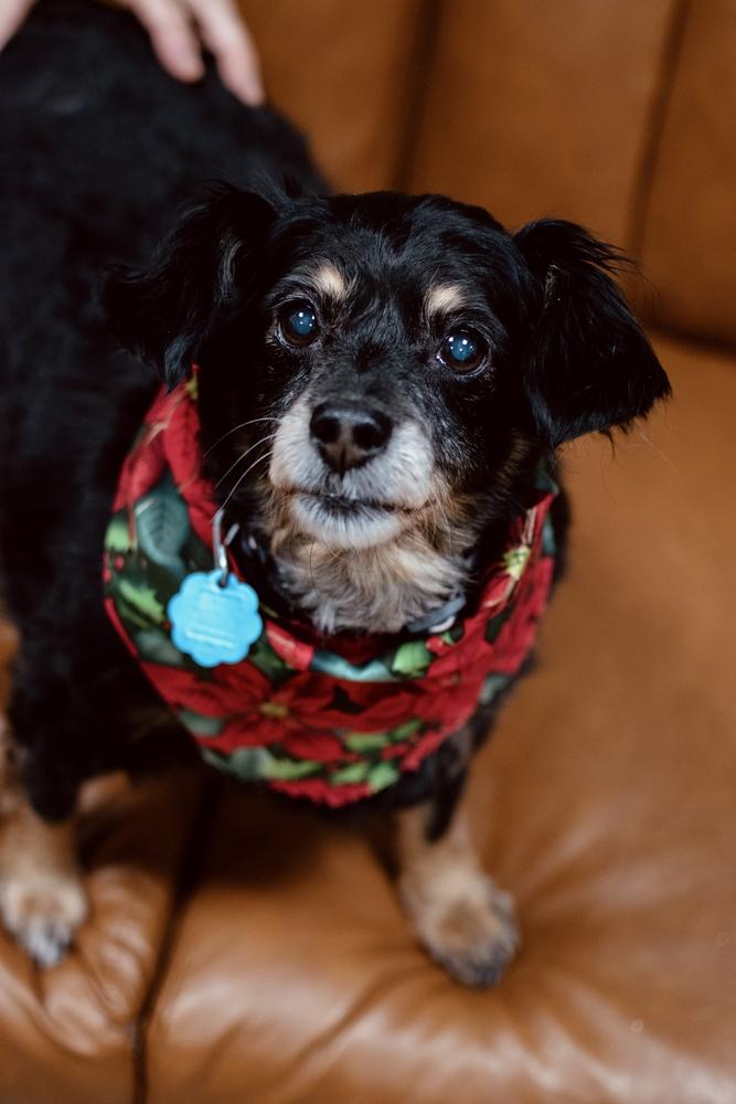 Enlarge Bella, a Adoptable mixed breed in Frankfort, NY image 2/3