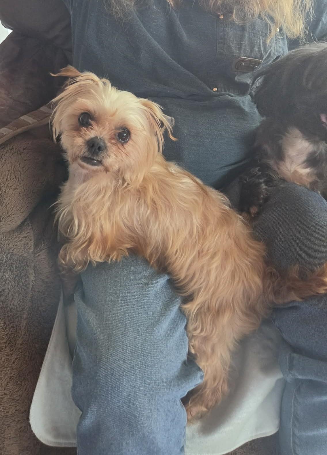 Enlarge Zoey and Chloe, a ADOPTABLE Silky Terrier in Palgrave, ON image 1/2