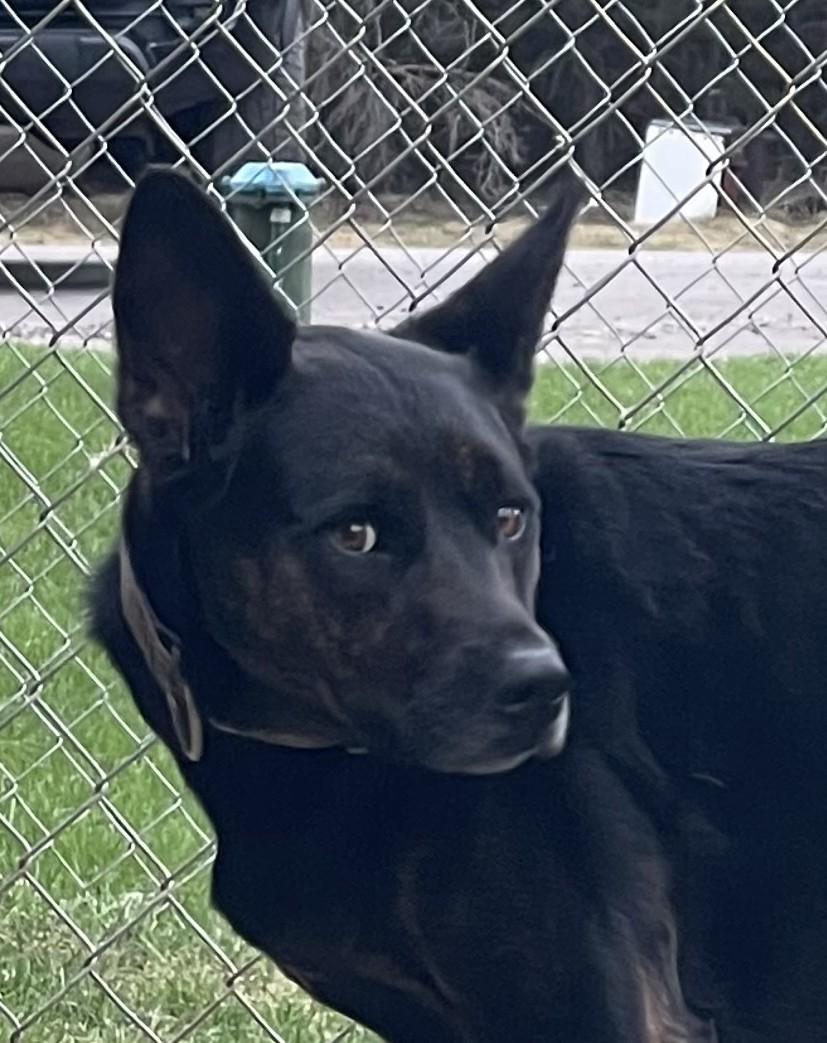 Olivia, ADOPTABLE, Adult Female Dutch Shepherd.