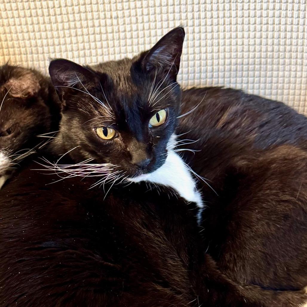 Enlarge Socks, a Adoptable Domestic Short Hair in Emporia, KS image 1/2