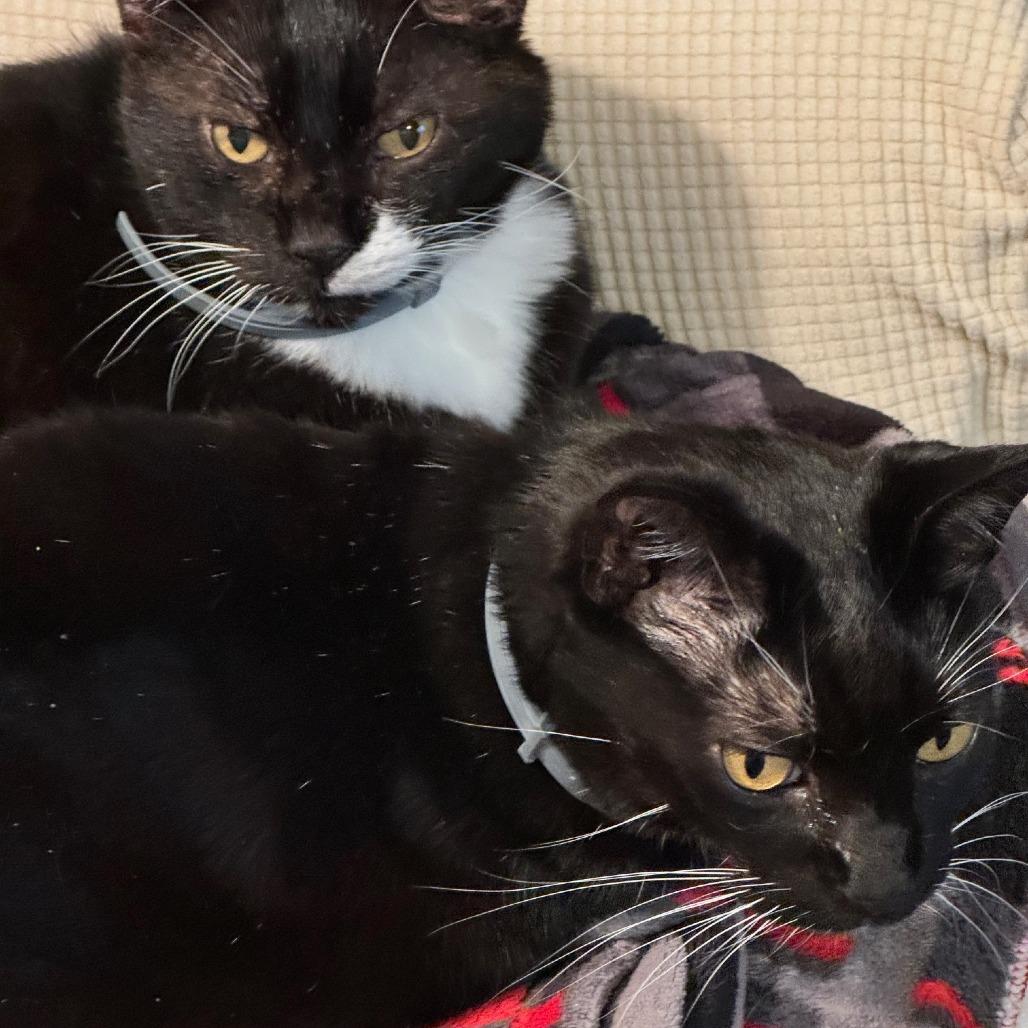 Enlarge Socks, a Adoptable Domestic Short Hair in Emporia, KS image 2/2