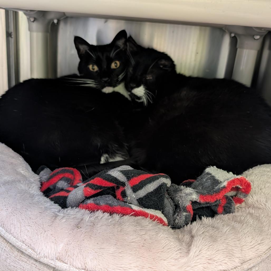 Enlarge Socks, a Adoptable Domestic Short Hair in Emporia, KS image 3/5
