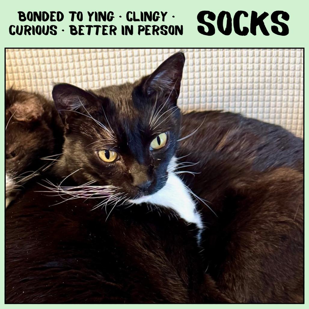 Enlarge Socks, a Adoptable Domestic Short Hair in Emporia, KS image 5/5