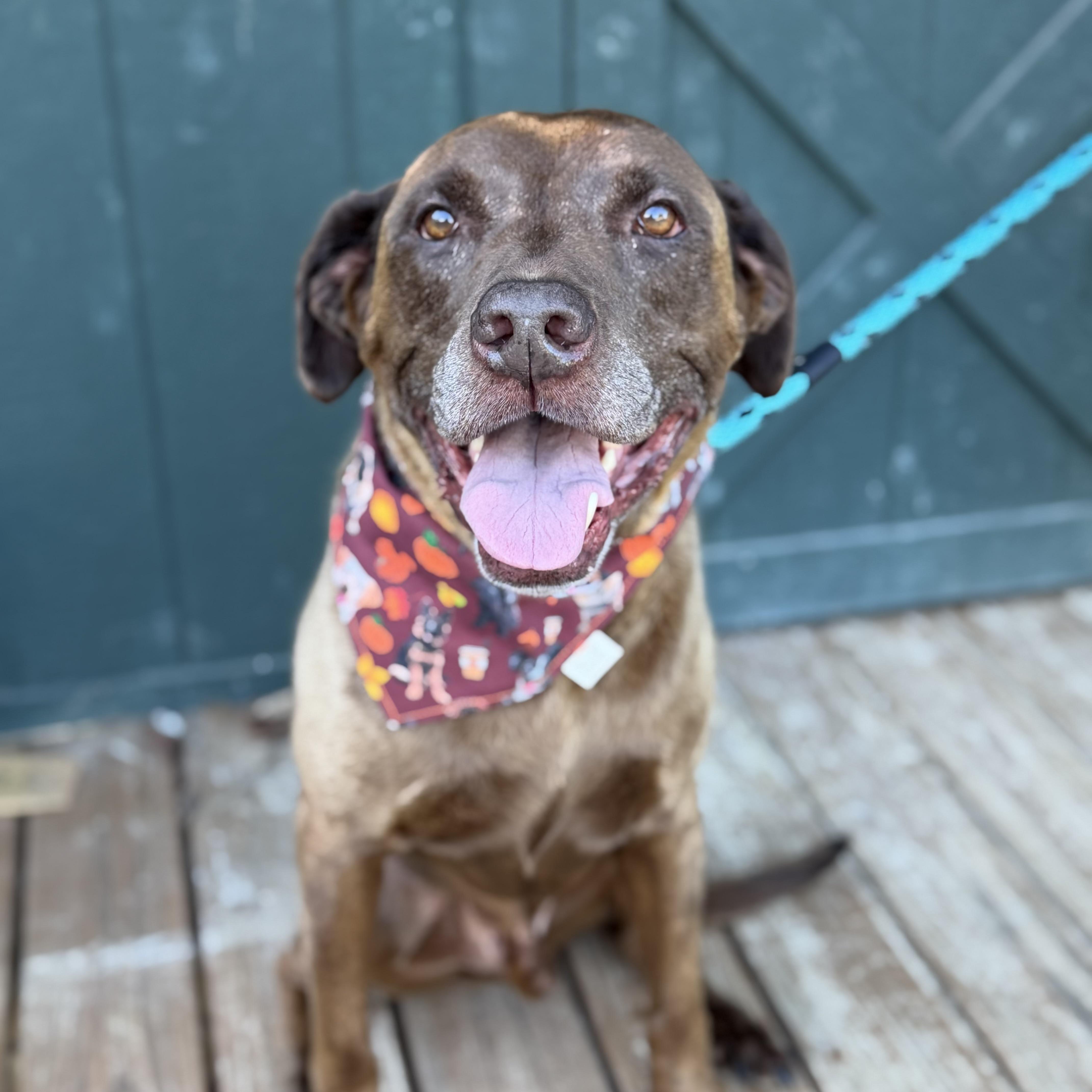 Enlarge Maximus, a Adoptable mixed breed in Northwood, NH image 1/6