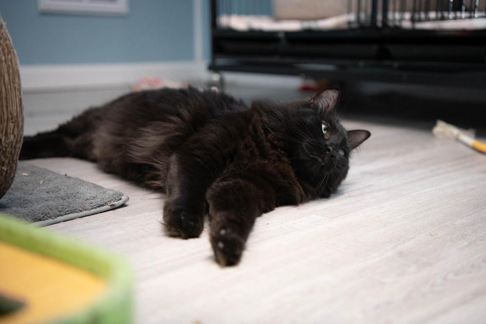 Enlarge Trinity, a Adoptable Domestic Medium Hair in Harpers Ferry, WV image 1/6