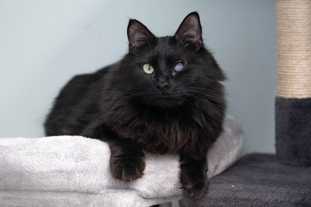 Enlarge Trinity, a Adoptable Domestic Medium Hair in Harpers Ferry, WV image 2/6