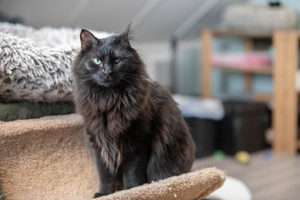 Enlarge Trinity, a Adoptable Domestic Medium Hair in Harpers Ferry, WV image 3/6