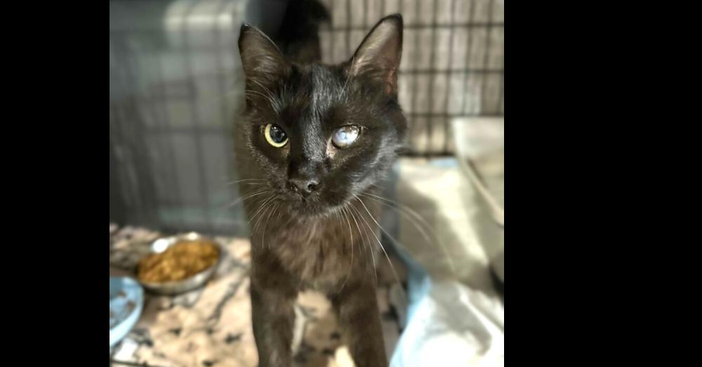 Enlarge Trinity, a Adoptable Domestic Medium Hair in Harpers Ferry, WV image 1/1