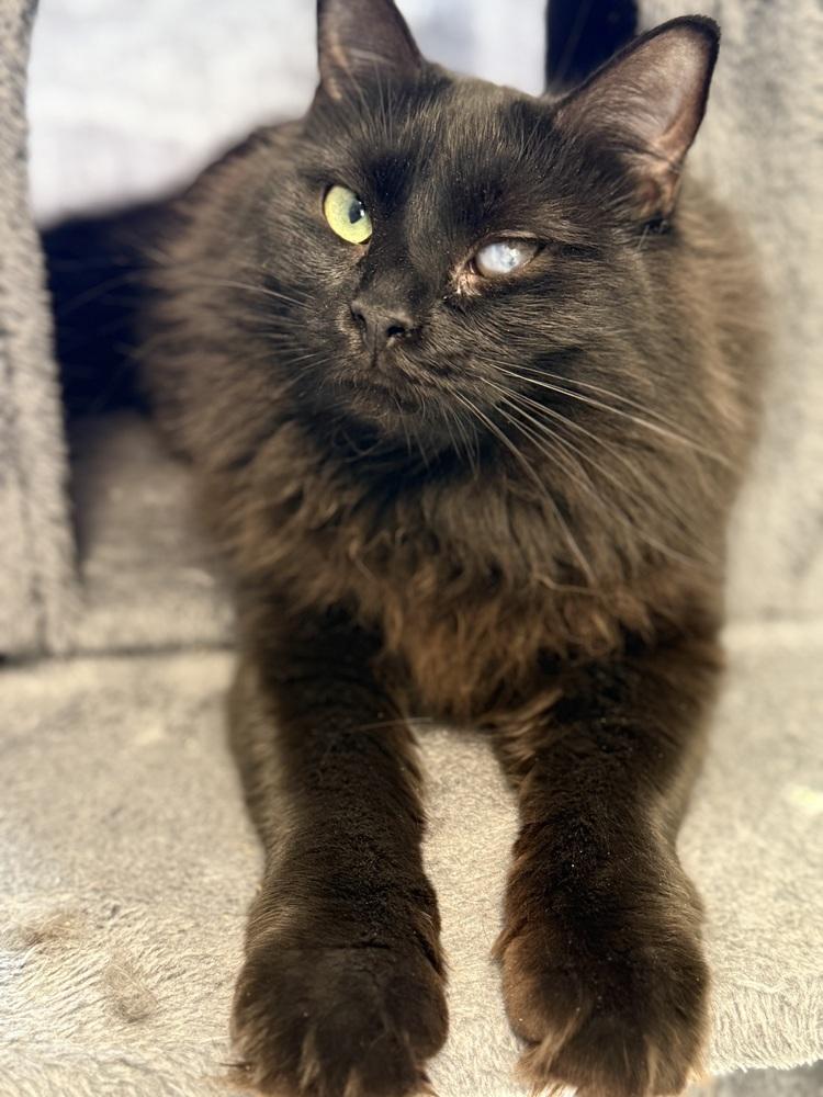 Trinity, Adoptable, Young Female Domestic Medium Hair.