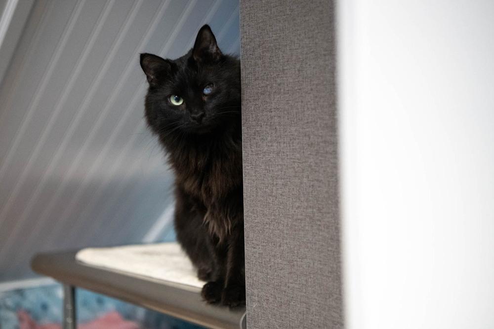 Enlarge Trinity, a Adoptable Domestic Medium Hair in Harpers Ferry, WV image 4/6