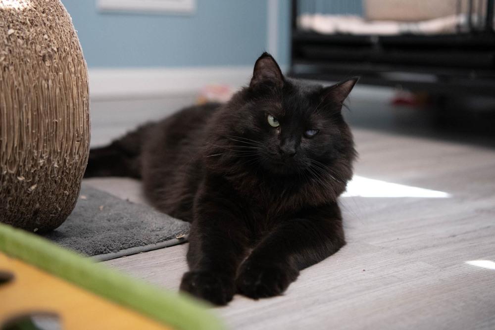 Enlarge Trinity, a Adoptable Domestic Medium Hair in Harpers Ferry, WV image 5/6