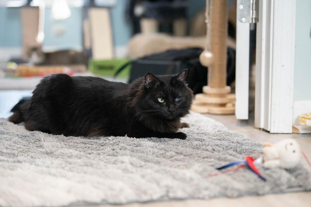 Enlarge Trinity, a Adoptable Domestic Medium Hair in Harpers Ferry, WV image 6/6