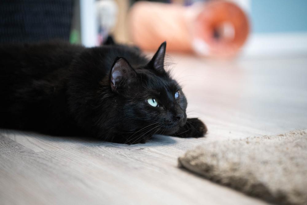 Enlarge Trinity, a Adoptable Domestic Medium Hair in Harpers Ferry, WV image 6/6