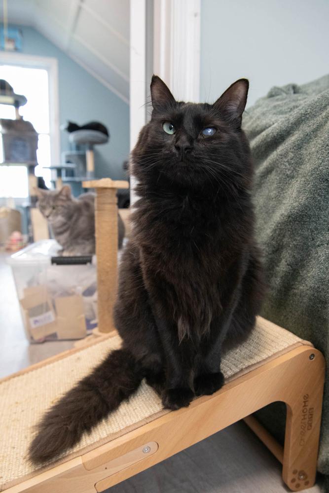 Enlarge Trinity, a Adoptable Domestic Medium Hair in Harpers Ferry, WV image 6/6