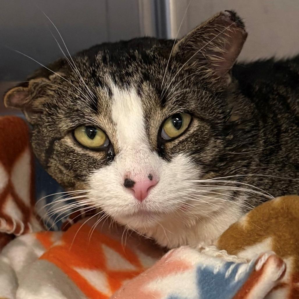 Tony the Tuna, Adoptable, Adult Male Domestic Short Hair.