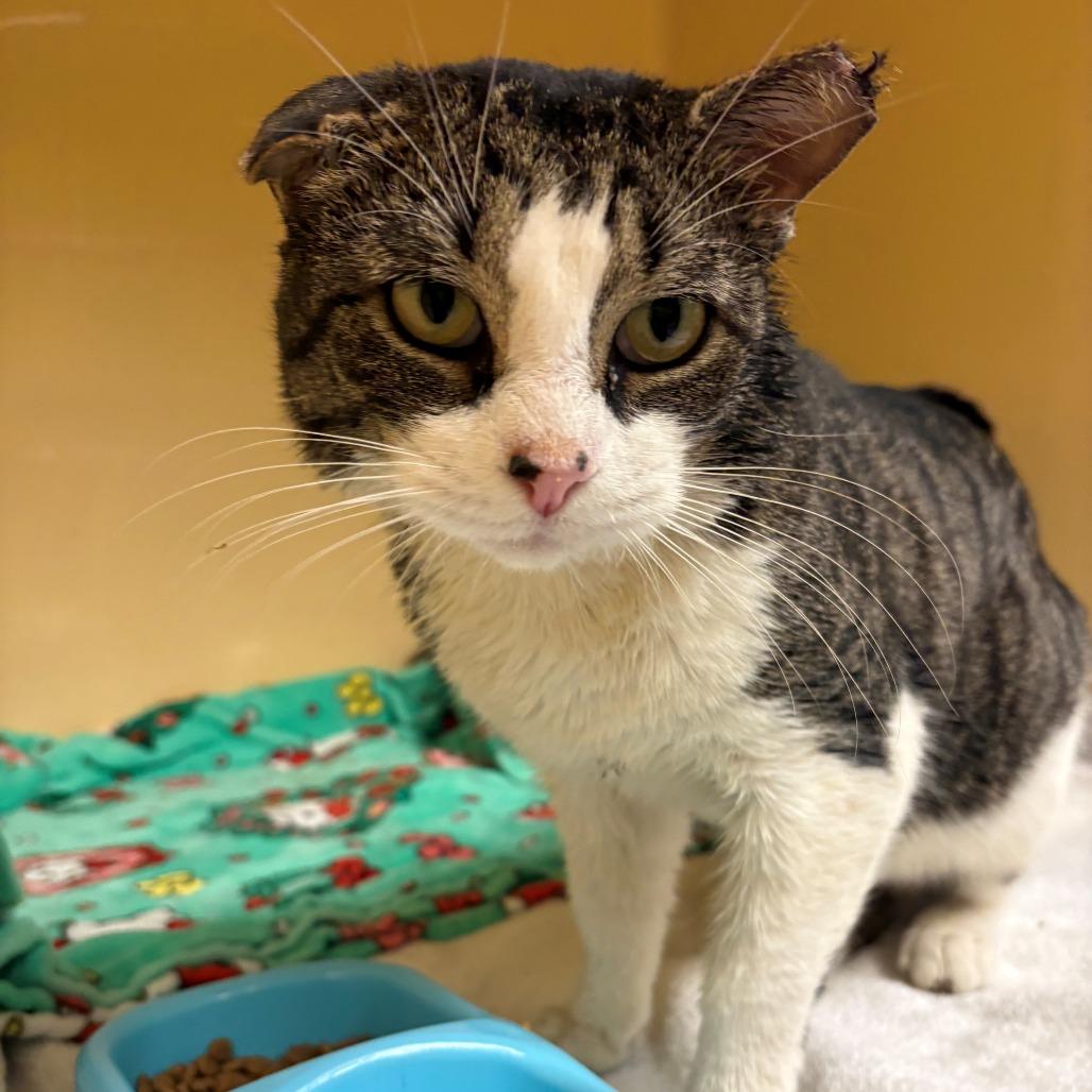 Tony the Tuna, a Adoptable Domestic Short Hair in East Hanover, NJ image 2/3