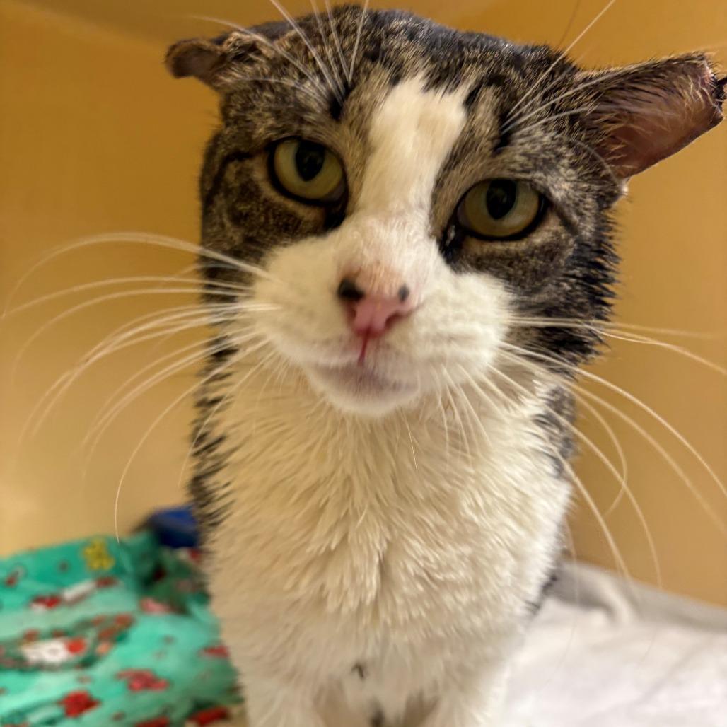 Tony the Tuna, a Adoptable Domestic Short Hair in East Hanover, NJ image 3/3