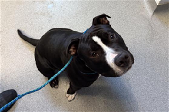 Enlarge CHUNK, a Adoptable Pit Bull Terrier in Olivehurst, CA image 1/1