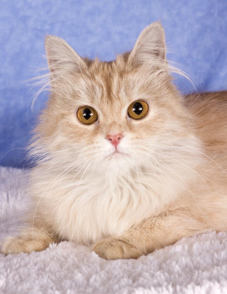 Darling, Adoptable, Adult Female Domestic Long Hair.