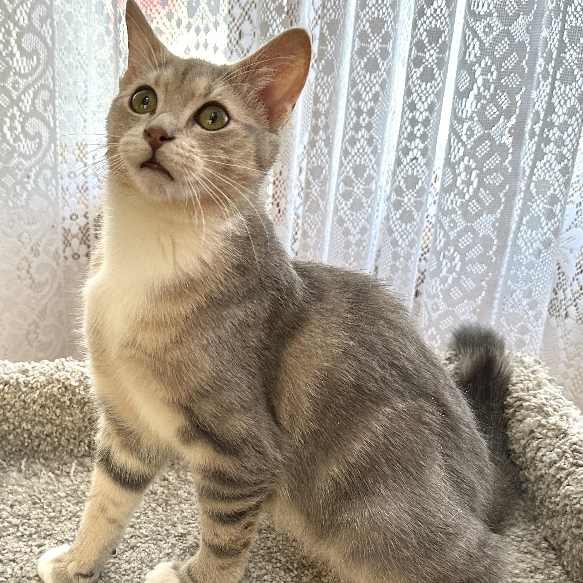 Enlarge Autumn, a Adopted Tabby in Baltimore, MD image 4/5