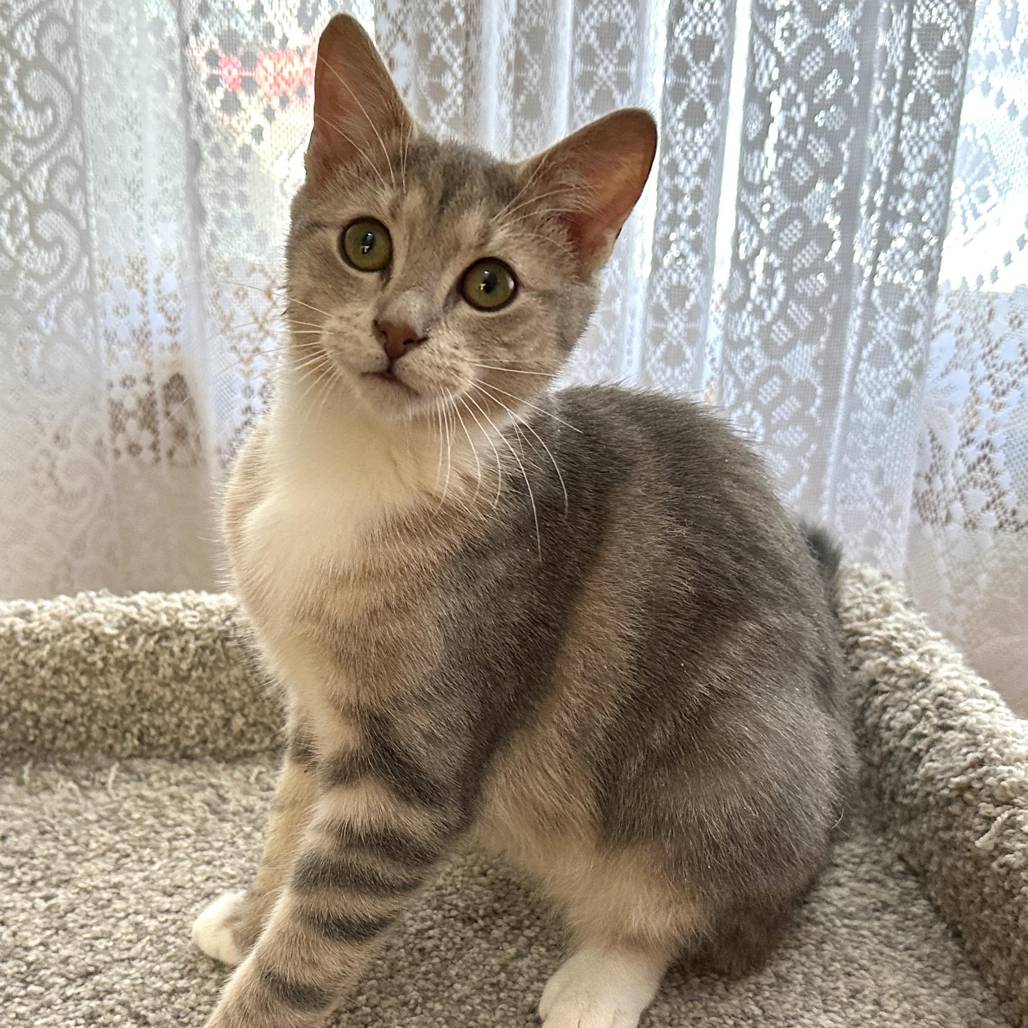Autumn, Adopted, Kitten Female Tabby.