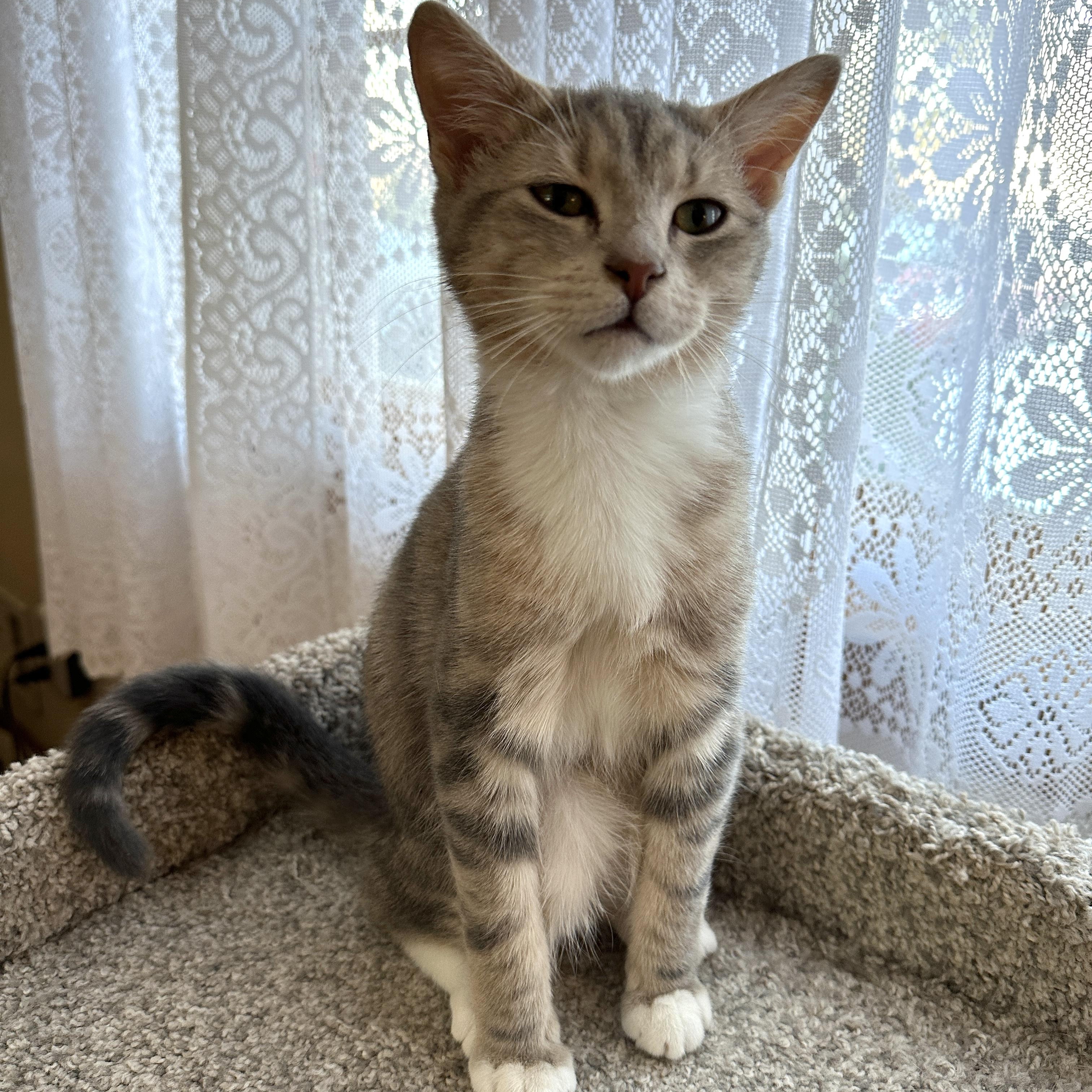 Enlarge Autumn, a Adopted Tabby in Baltimore, MD image 2/5