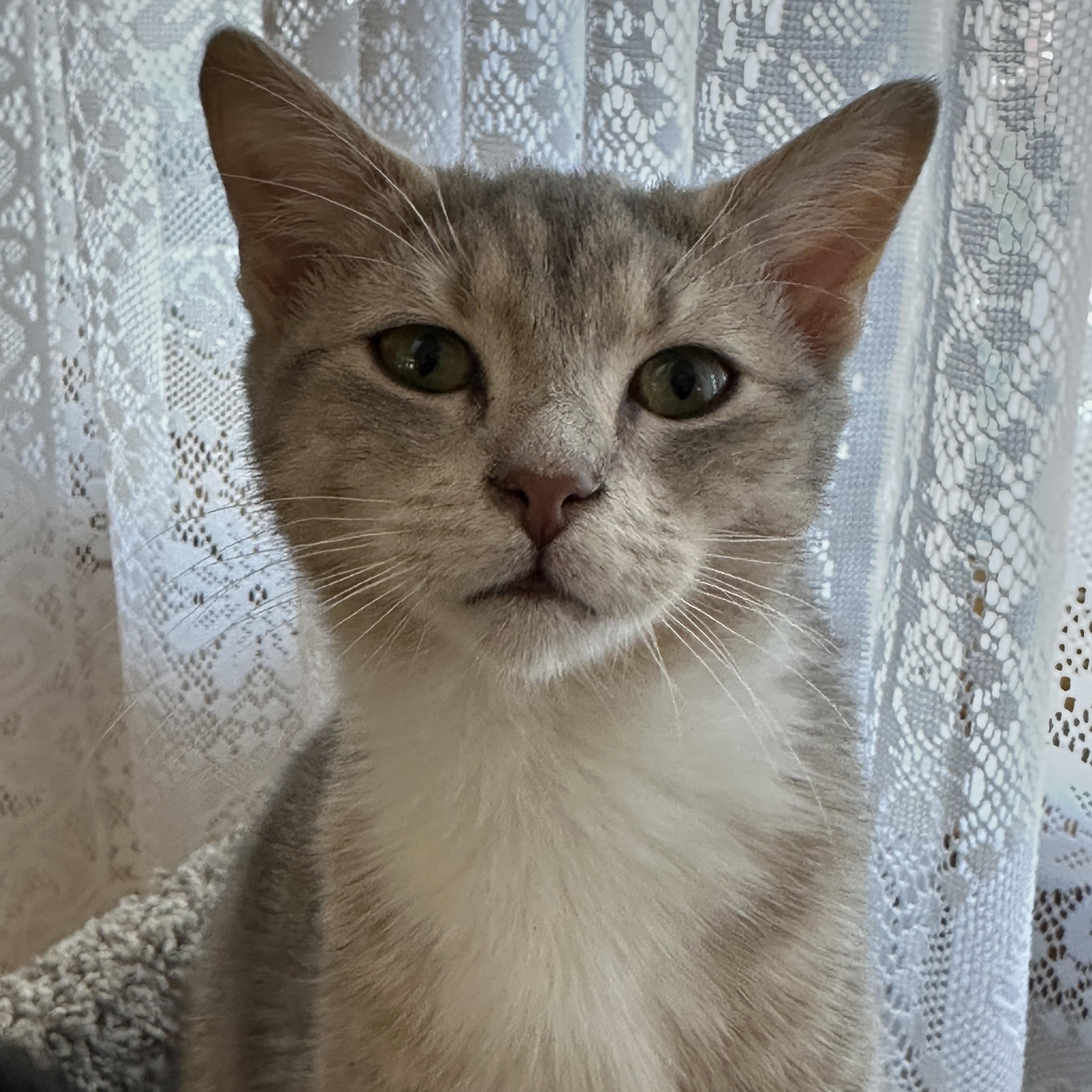 Enlarge Autumn, a Adopted Tabby in Baltimore, MD image 5/5