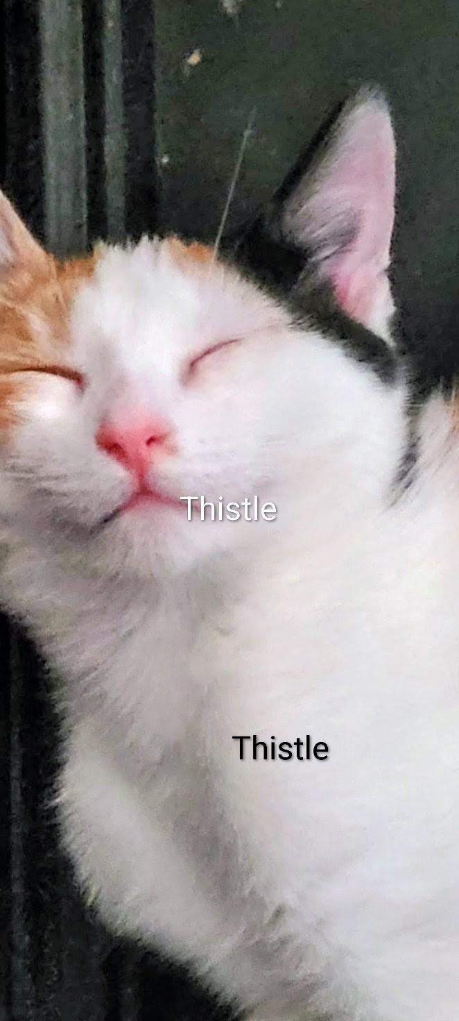 Enlarge Thistle, a Adoptable mixed breed in Binghamton, NY image 3/4