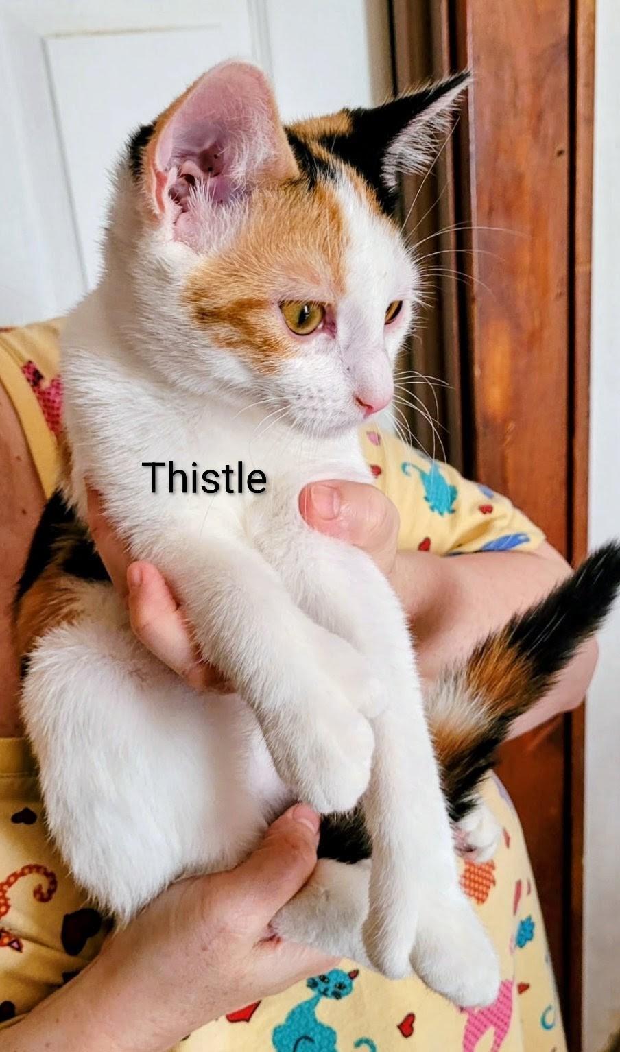 Enlarge Thistle, a Adoptable mixed breed in Binghamton, NY image 2/4