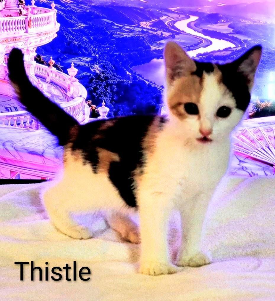 Enlarge Thistle, a Adoptable mixed breed in Binghamton, NY image 4/4