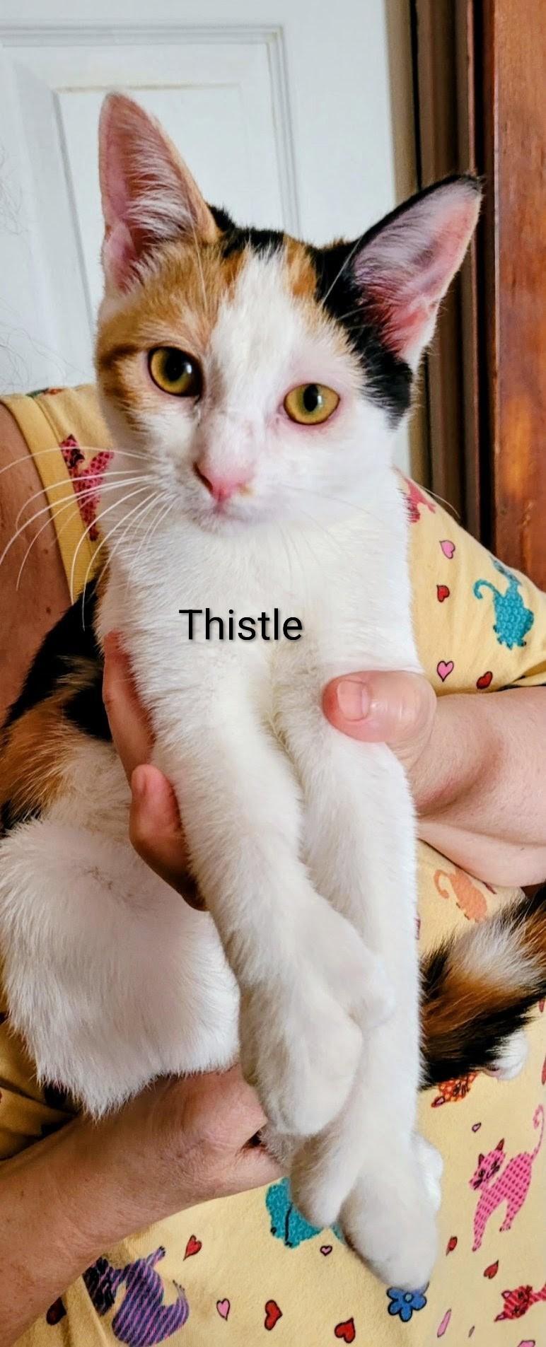 Thistle, Adoptable, Young Female Extra-Toes Cat / Hemingway Polydactyl & Calico.