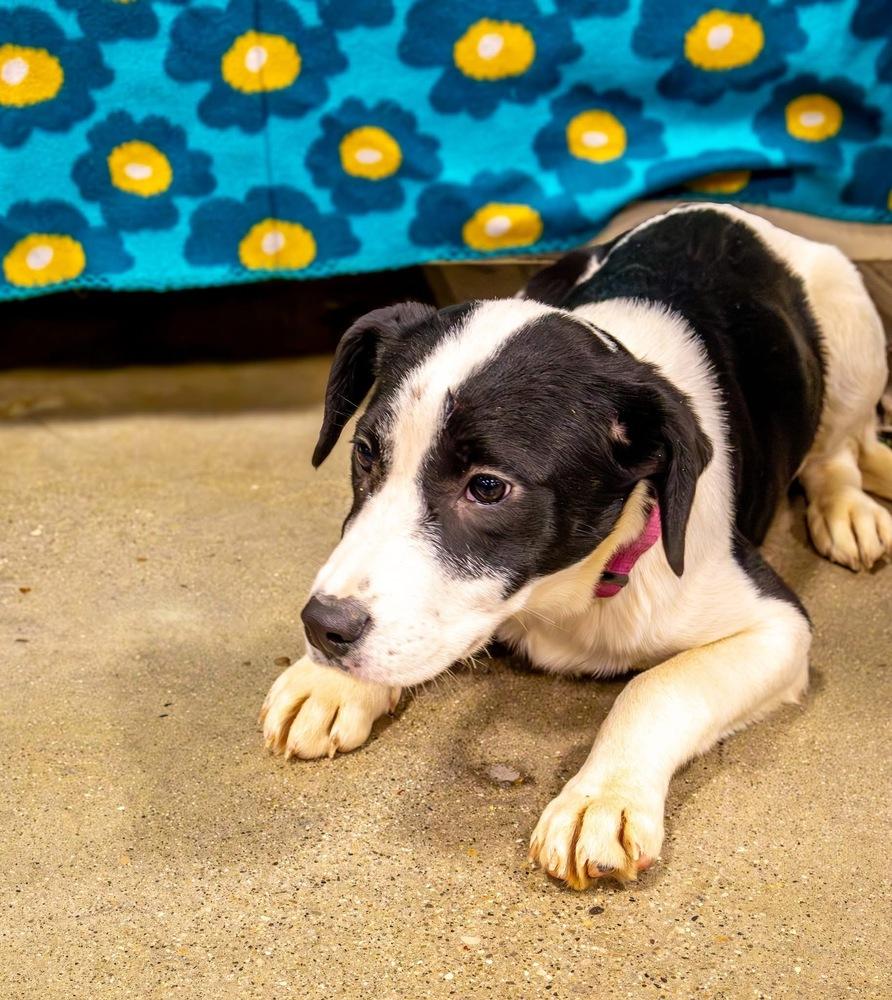 Pike : Trixie thumbnail 2