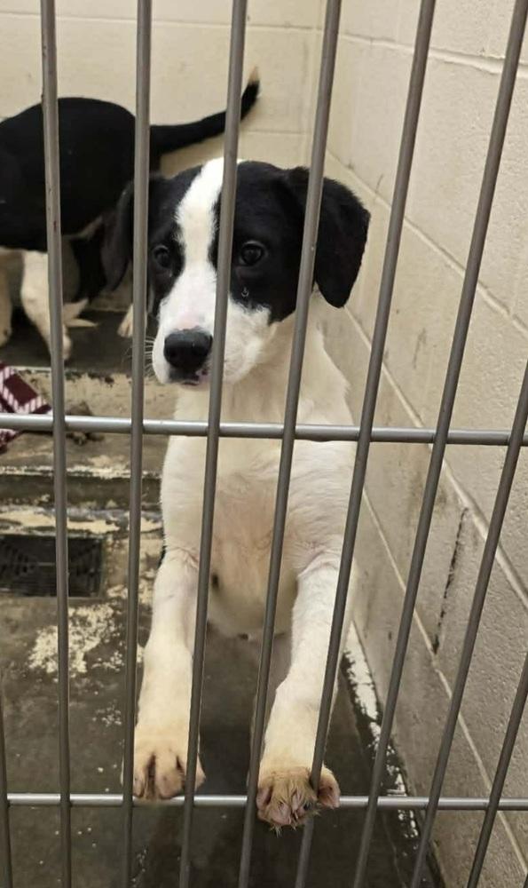 Pike : Trixie thumbnail 3