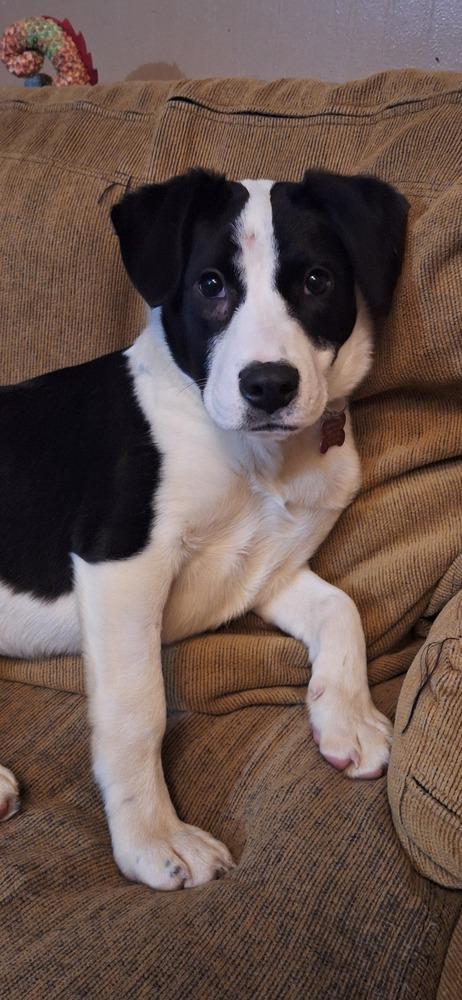 Pike : Trixie thumbnail 4