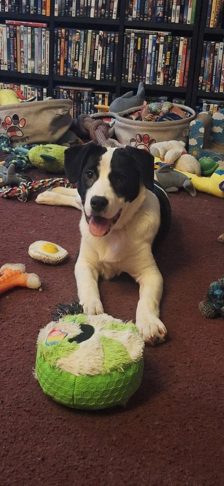 Pike : Trixie thumbnail 5