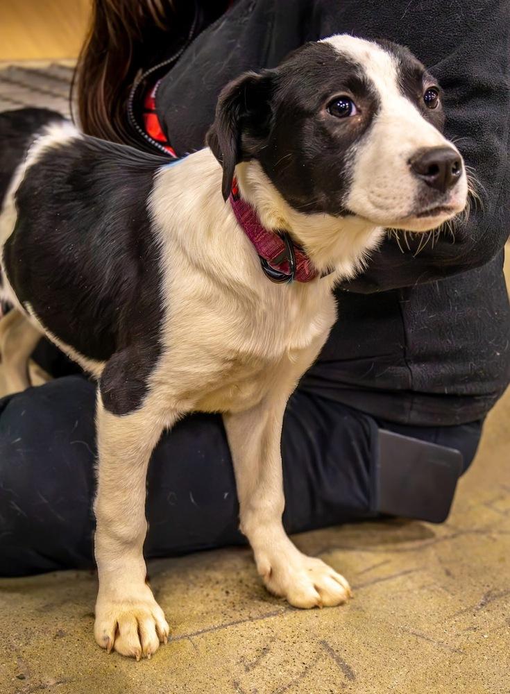 Pike : Trixie thumbnail 6