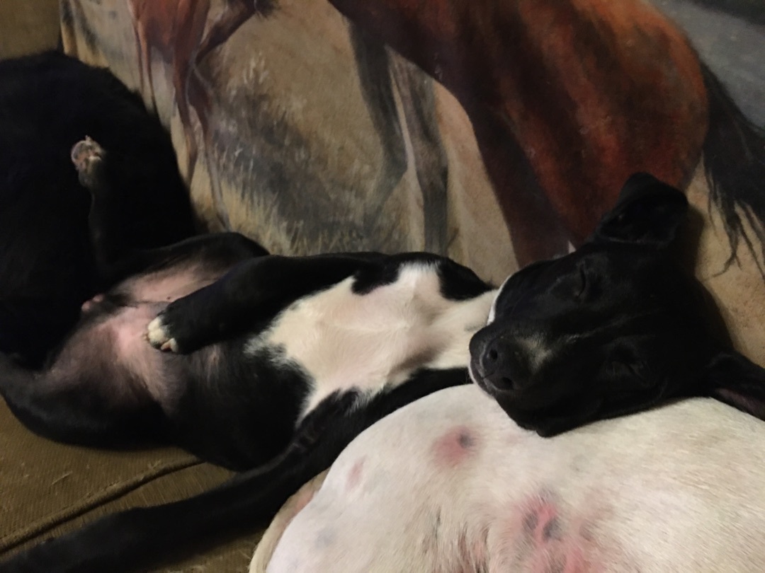 Enlarge Chopper, a Adoptable mixed breed in Pine Bluff, AR image 3/6