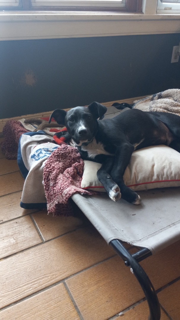 Enlarge Chopper, a Adoptable mixed breed in Pine Bluff, AR image 4/6