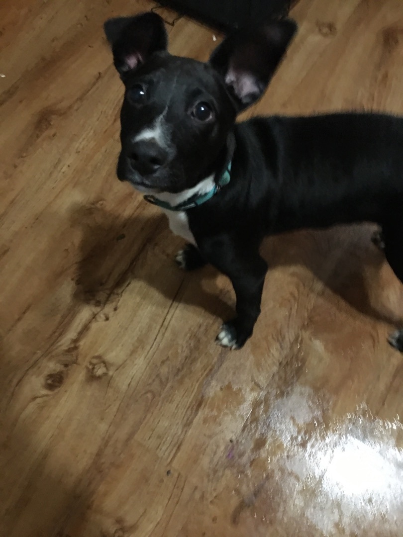 Enlarge Chopper, a Adoptable mixed breed in Pine Bluff, AR image 5/6