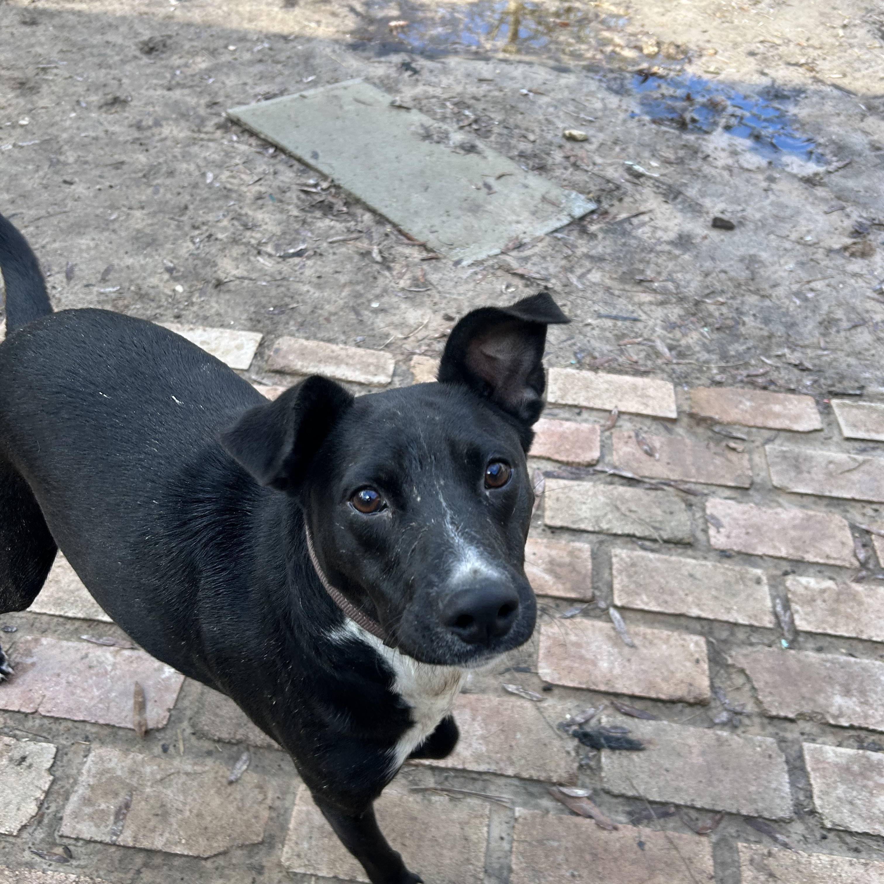 Enlarge Chopper, a Adoptable mixed breed in Pine Bluff, AR image 6/6