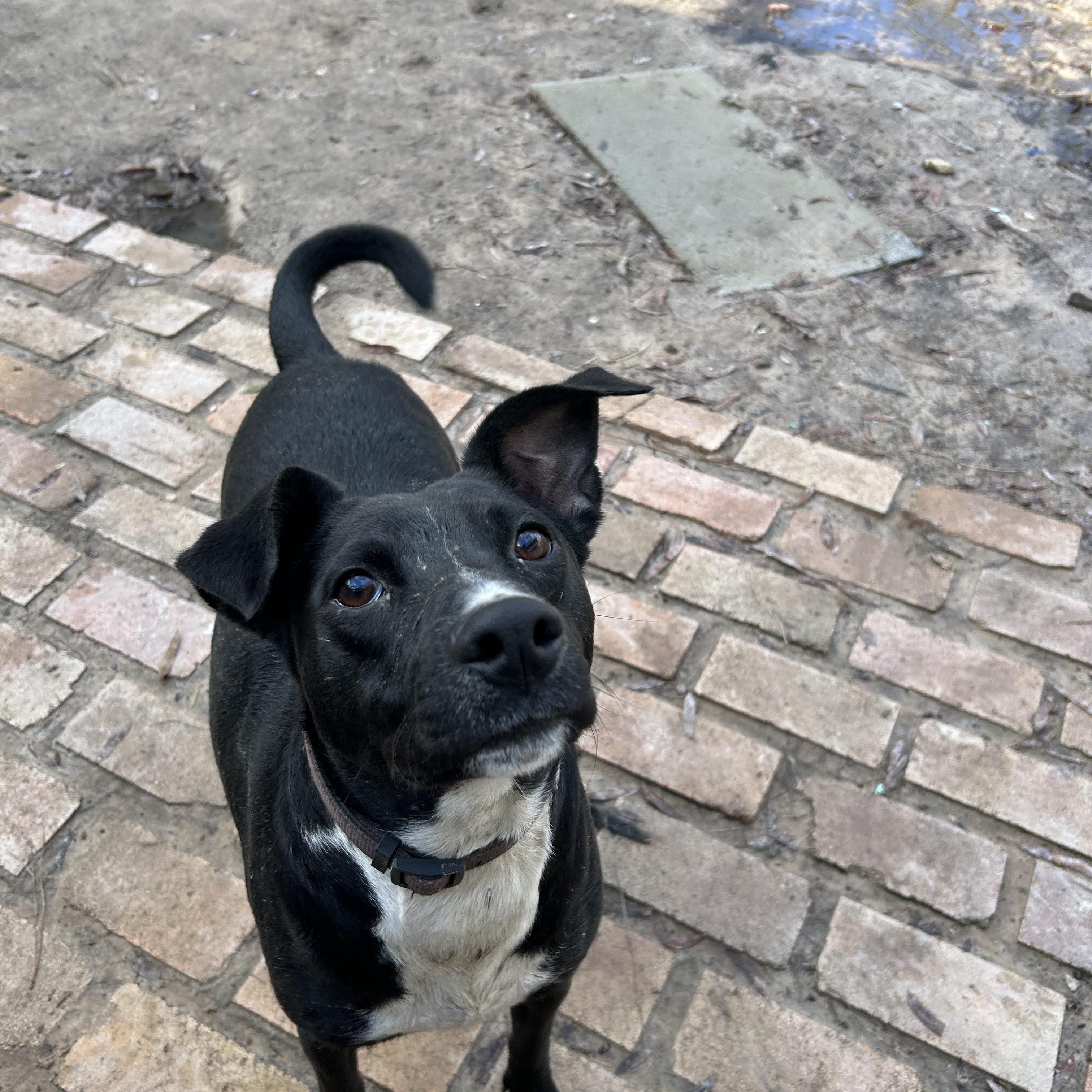 Enlarge Chopper, a Adoptable mixed breed in Pine Bluff, AR image 2/6