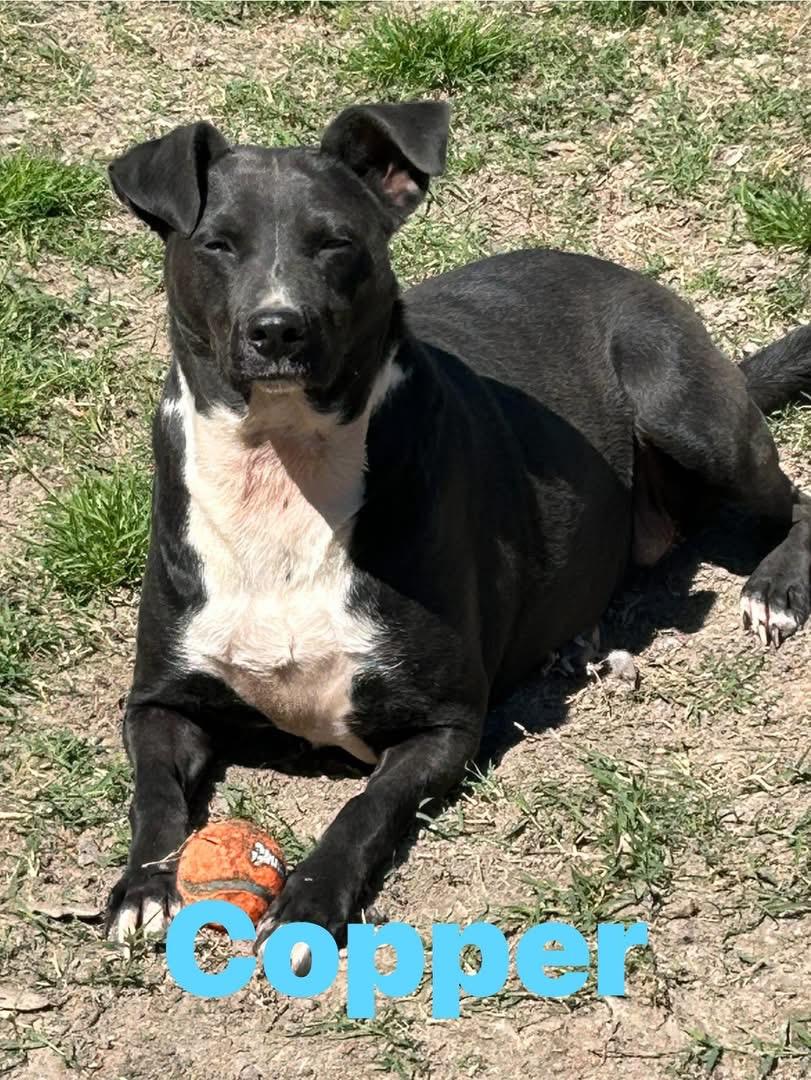 Copper, Adoptable, Young Male Terrier & Black Labrador Retriever.