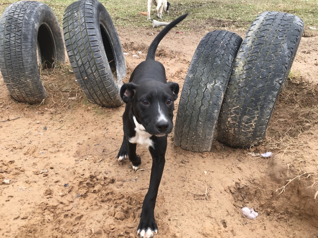 Enlarge Chopper, a Adoptable mixed breed in Pine Bluff, AR image 1/6