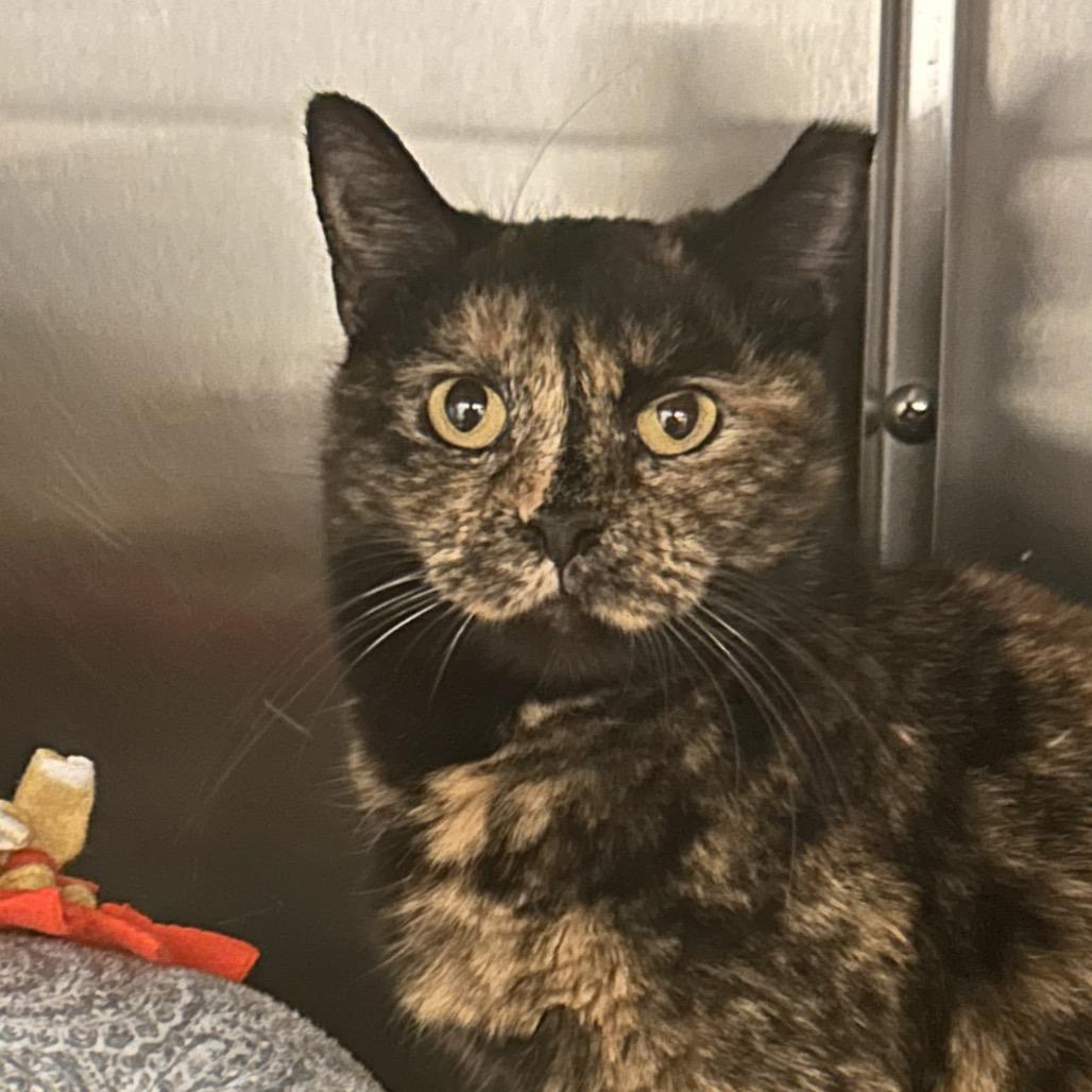 Sienna, Adoptable, Adult Female Domestic Short Hair.