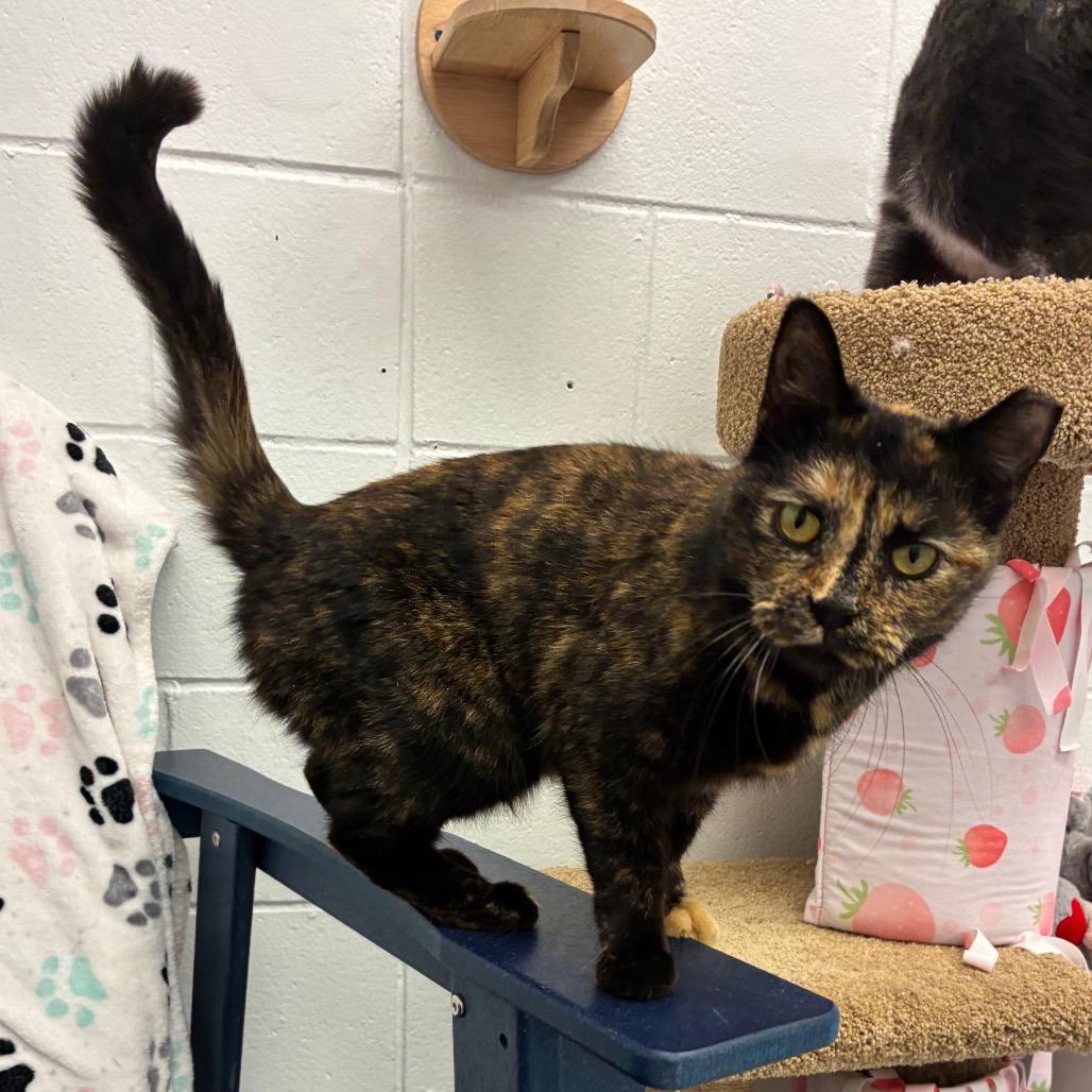 Sienna, a Adoptable Domestic Short Hair in Dayton, OH image 2/6