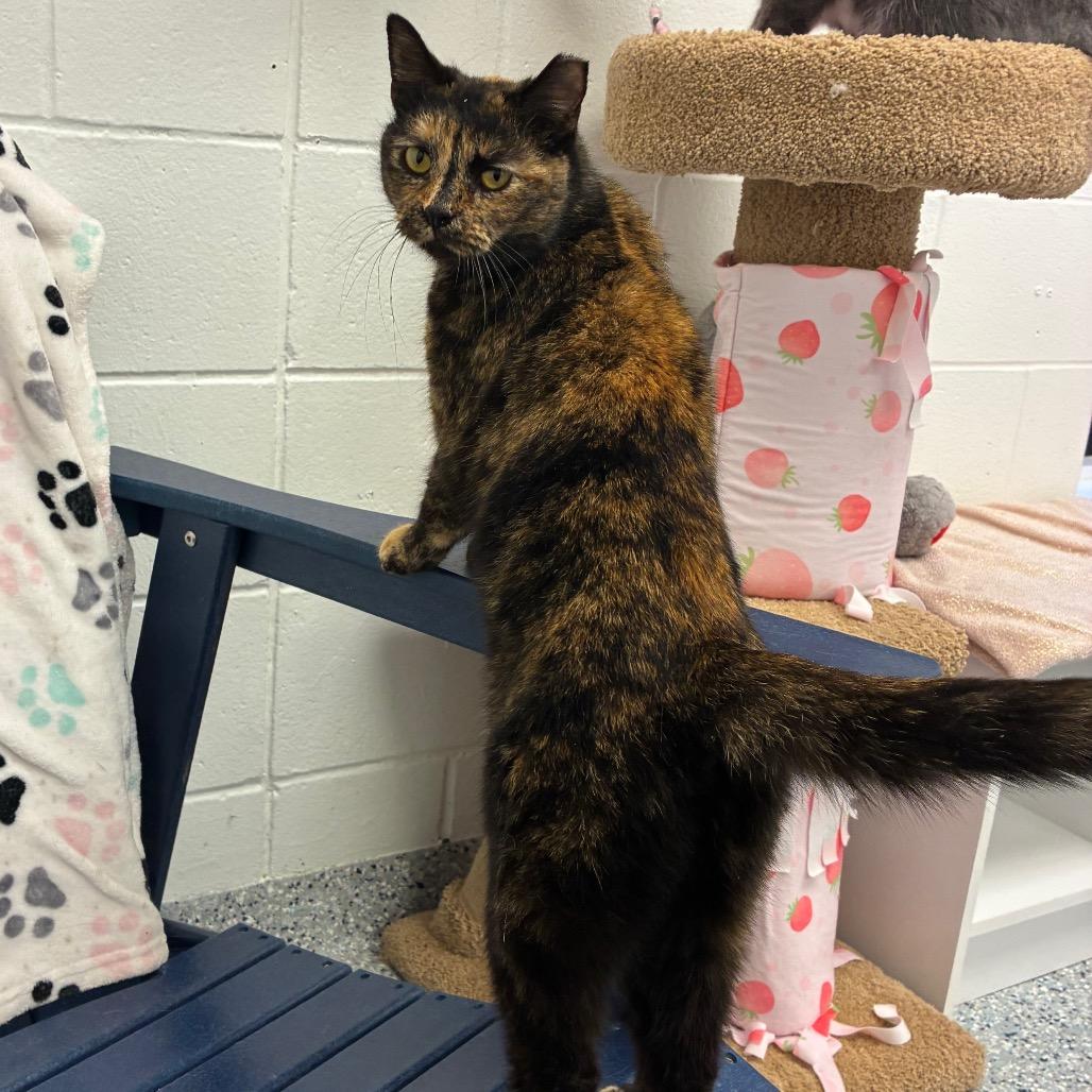 Sienna, a Adoptable Domestic Short Hair in Dayton, OH image 3/6