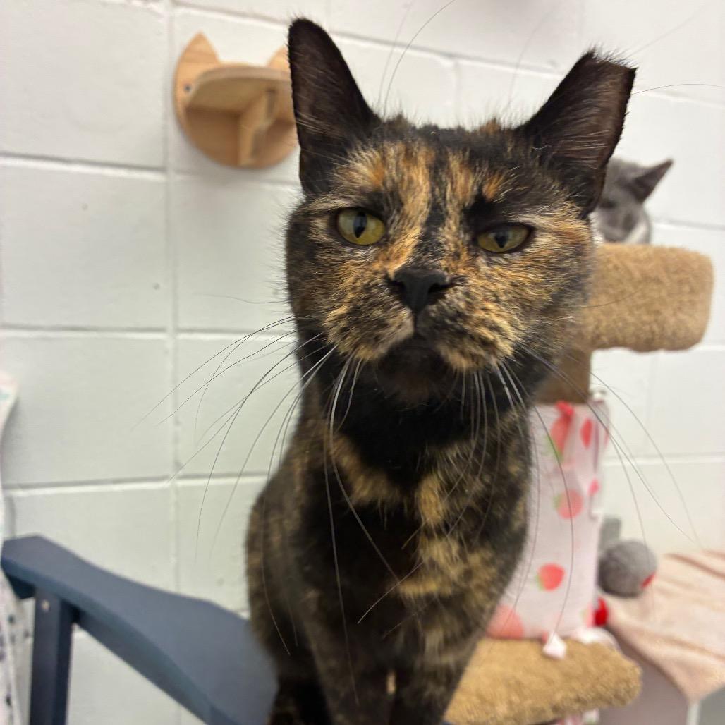 Sienna, a Adoptable Domestic Short Hair in Dayton, OH image 4/6