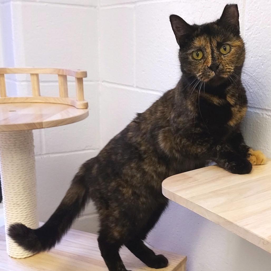 Sienna, a Adoptable Domestic Short Hair in Dayton, OH image 5/6